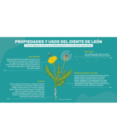 DIENTE DE LEON Y SEMILLA DE APIO 100CAP – foto del producto vegetal diente semilla