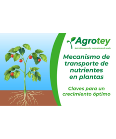 ASTAXANSOR 30DRAGEIAS – foto del producto perla aceite extracto