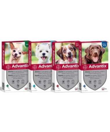 ADVANTIX SPOT ON PERRO 10KG-25KG PIP 4X2