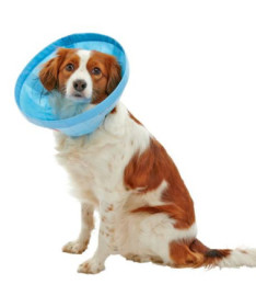 COLLAR ISABELINO BUSTER SOFT FLEX 20 CM 1UD