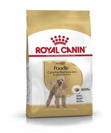 CANICHE / POODLE ADULT 7