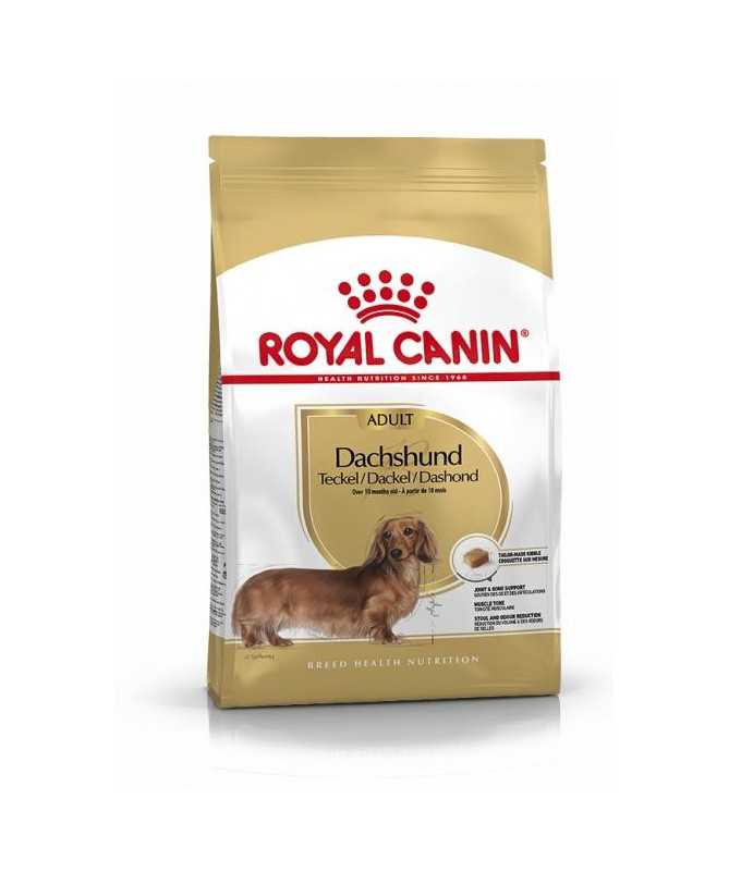 DACHSHUND / TECKEL ADULT 1