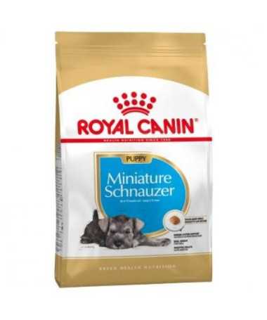 MINIATURE SCHNAUZER PUPPY 1