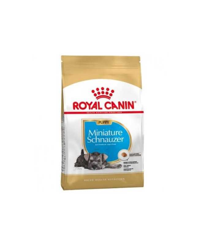 MINIATURE SCHNAUZER PUPPY 1