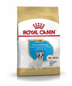 BULLDOG FRANCES PUPPY 3KG